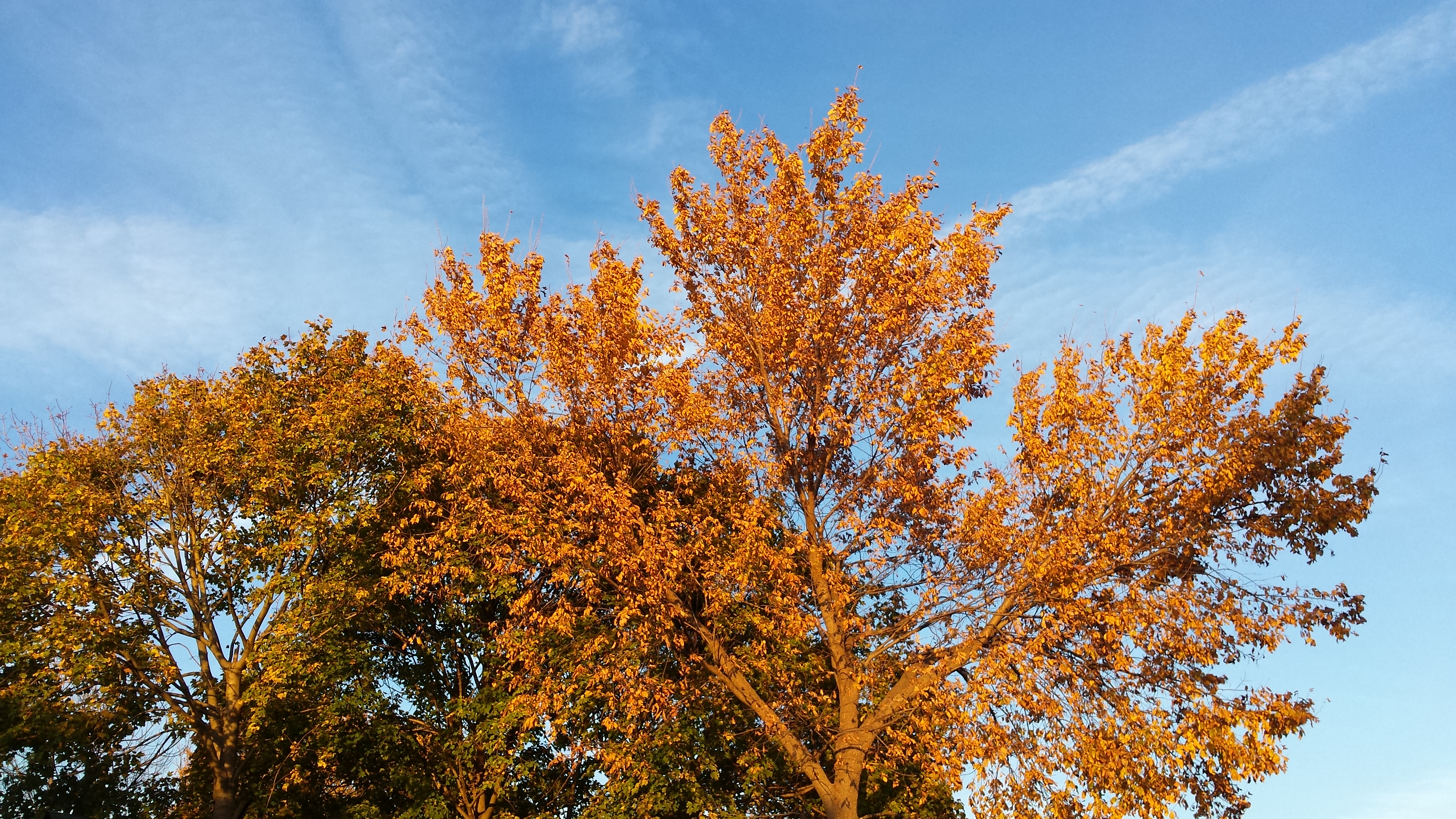 Fall foliage tree picture